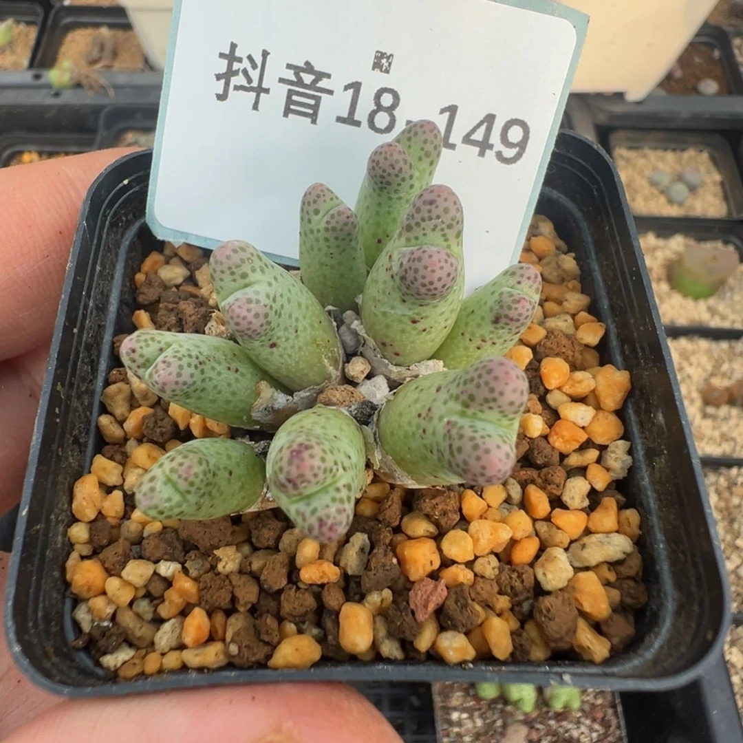 照****18-149肉锥多肉植物，