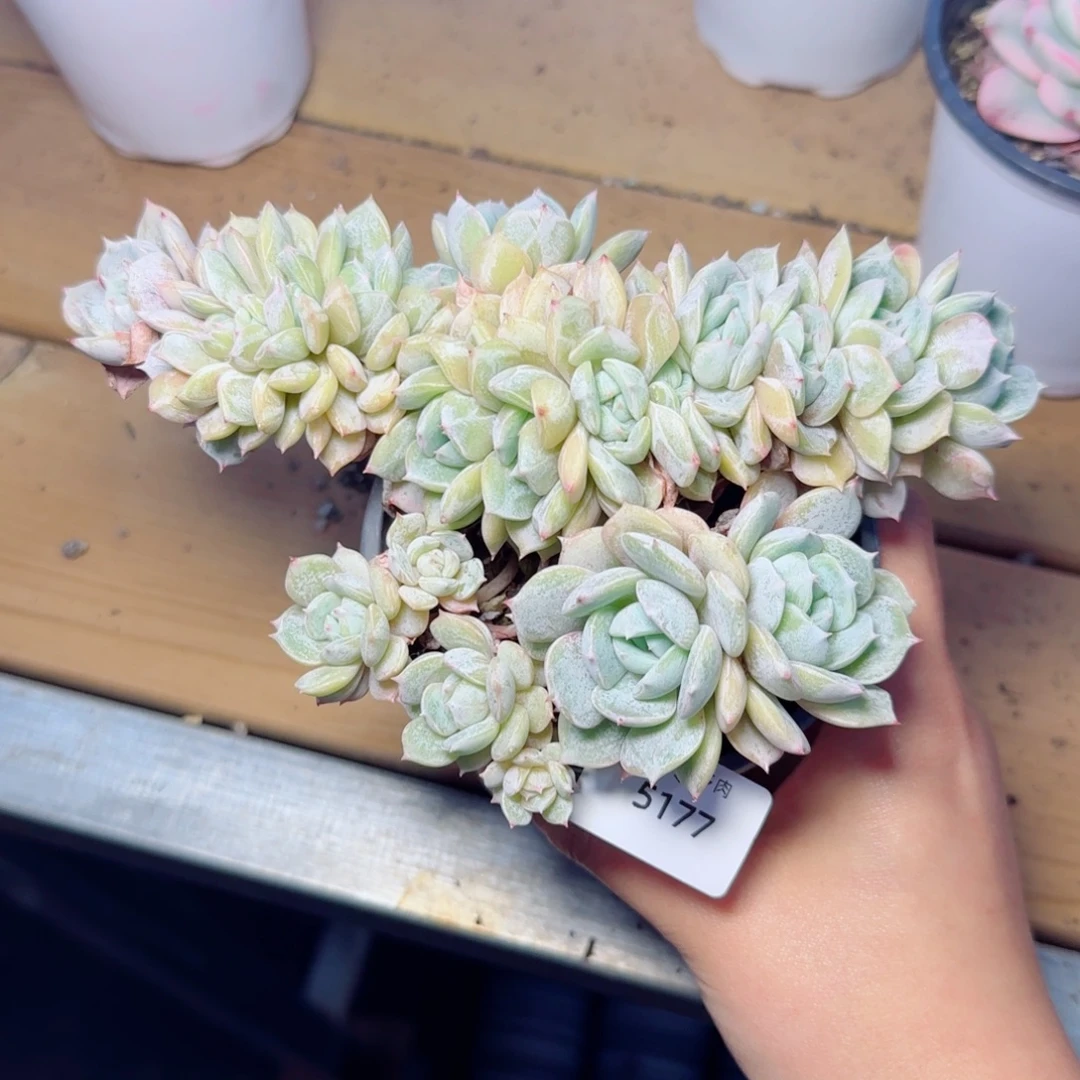 劳林缀化，5177多肉植物