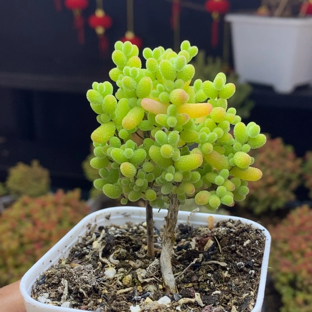 564号金桔糖球枝干