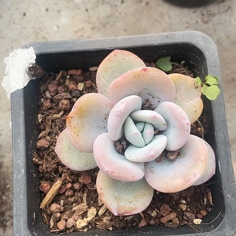 奶茶15.8一盆8888