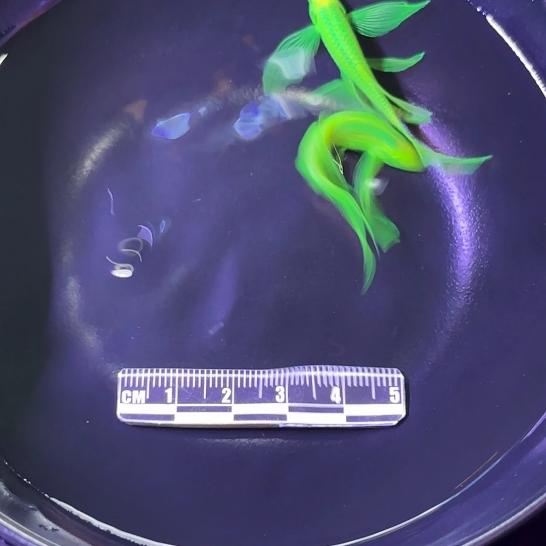斑马鱼蝶翼斑马种鱼绿2条