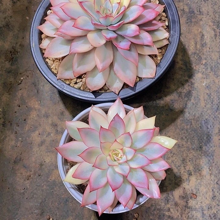 L***J月光女神锦多肉植物