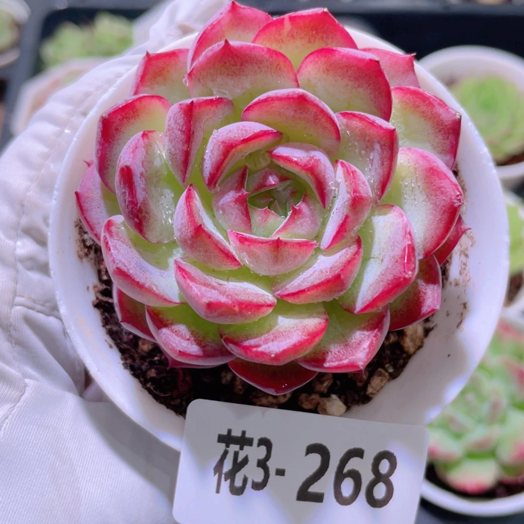 花利美 3-268女王