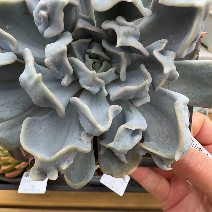 惊爽珍珠11111119-10