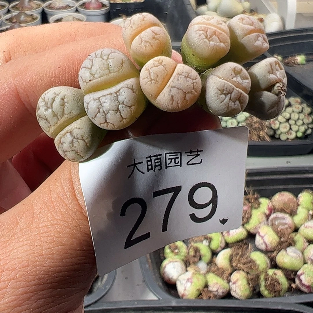 一物一拍。       279