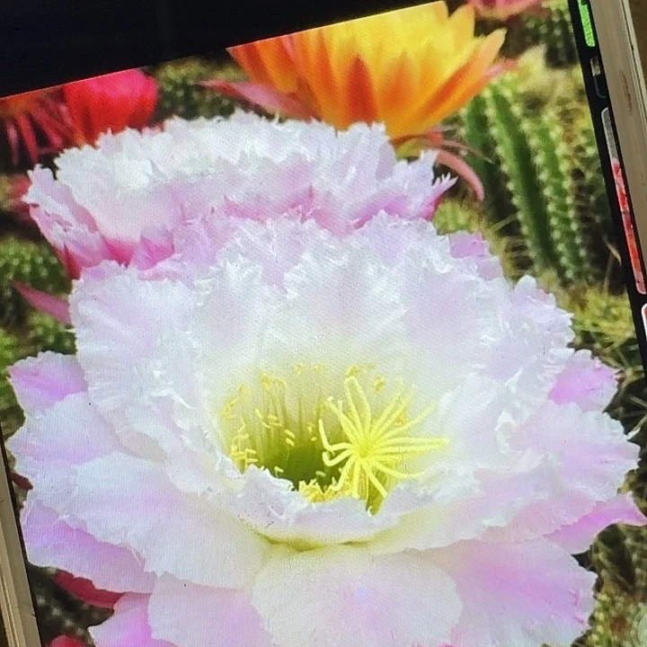 柠檬心侧芽5公分毛花柱