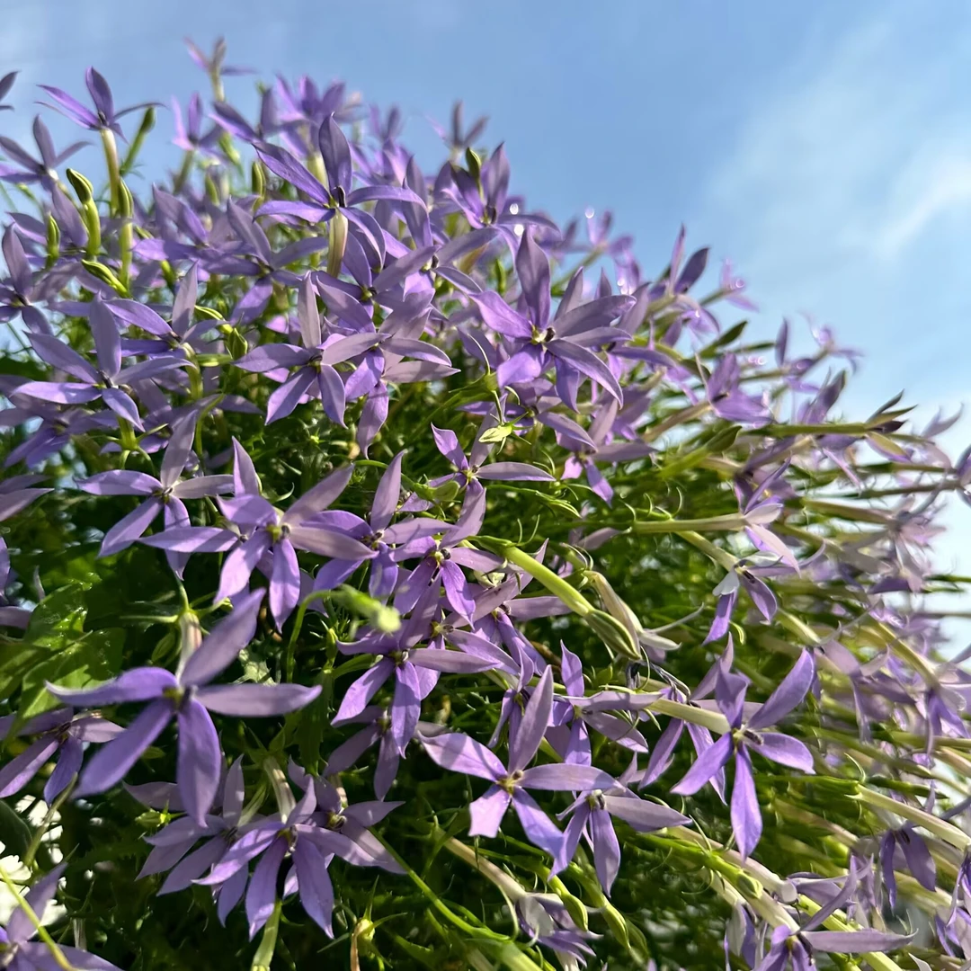 彩星花 盆栽花卉多年生庭院阳台花境植物新手易养护