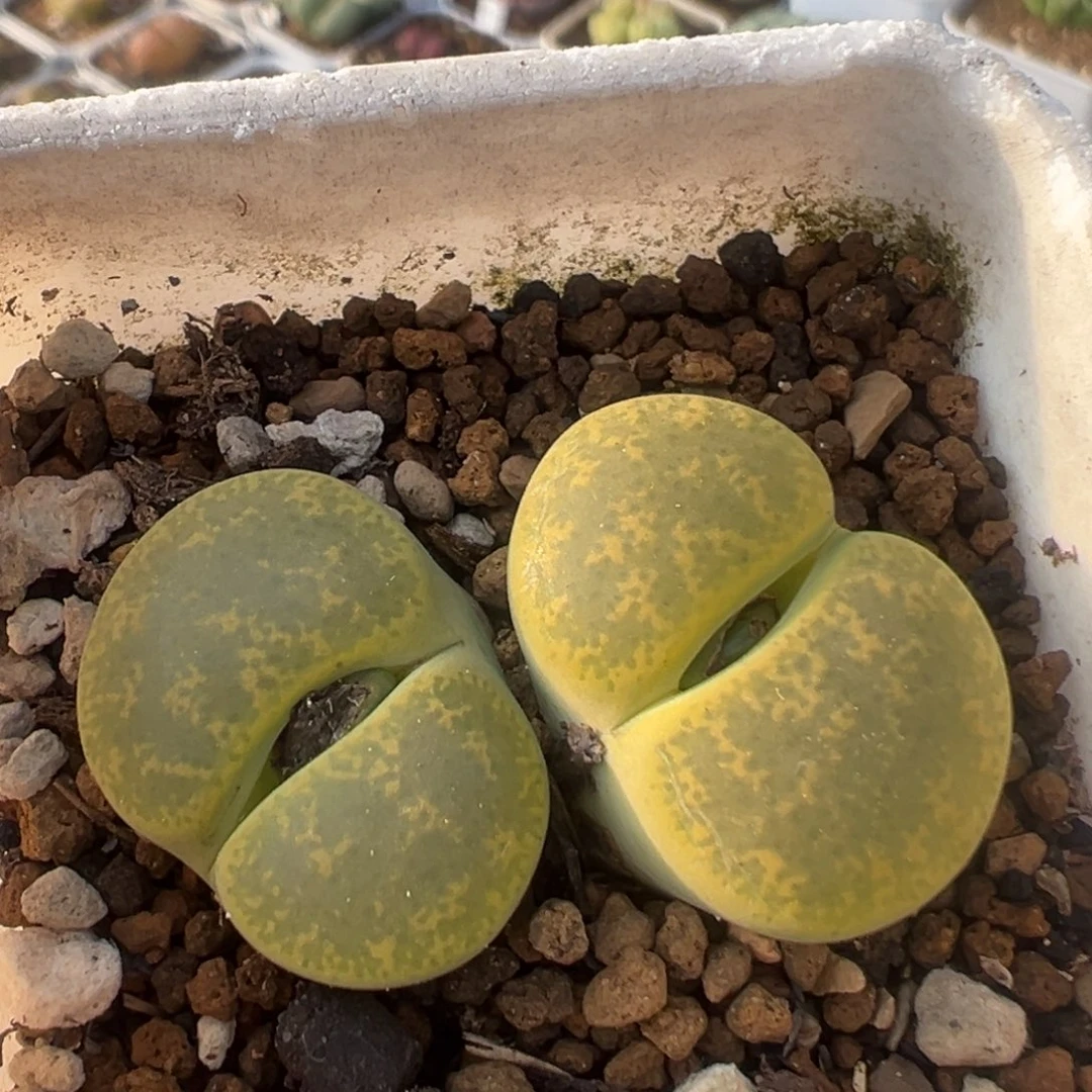 73多肉植物百科植物
