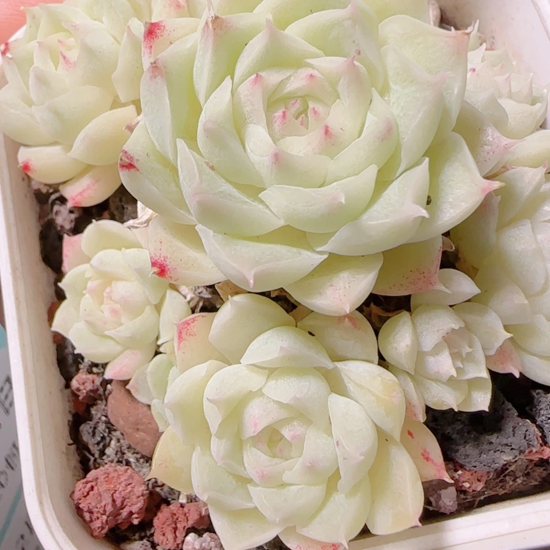 花语多肉1201-165散