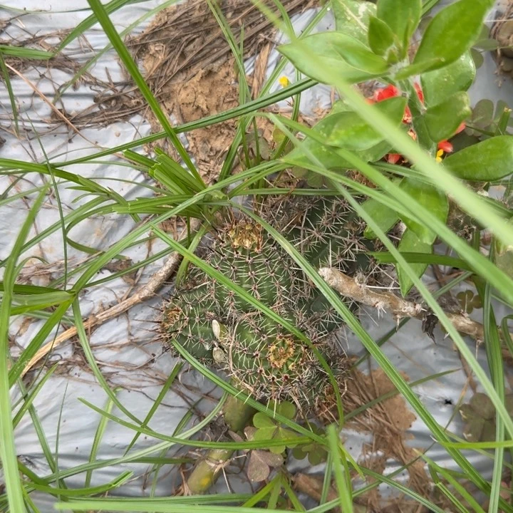 小****紫红赏丸仙人球仙人掌880