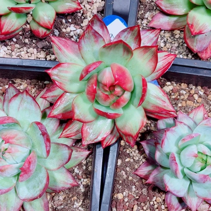 结***花惊鸿仙子多肉植物B029