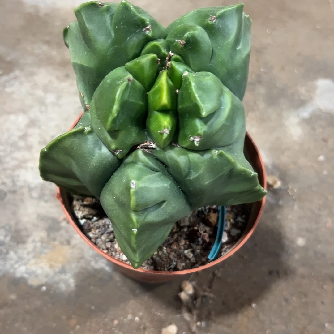 岢***乐实生鸾凤玉一物一拍