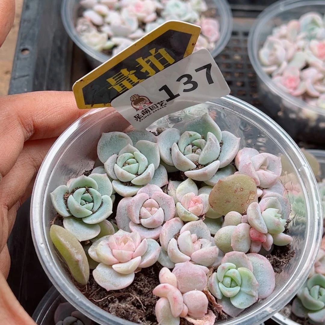 多肉植物多肉植物