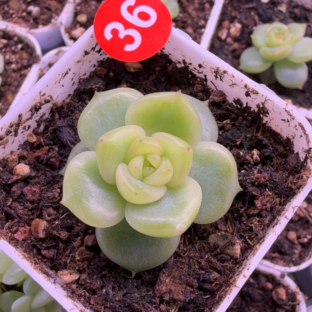 36号未思量一物一拍