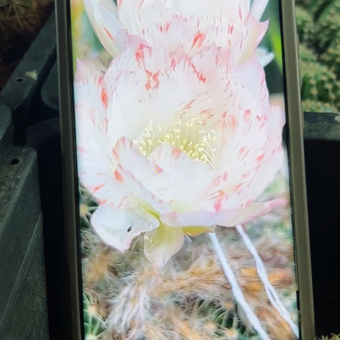 下59丽花蝴蝶公主无根歪侧芽4公分左右20包邮