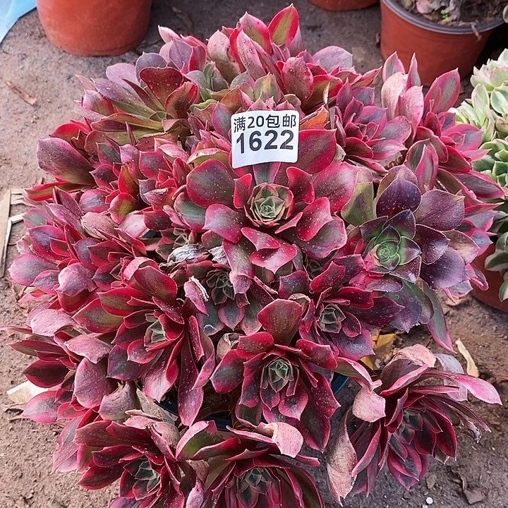 1622 一颗女妖法师多肉