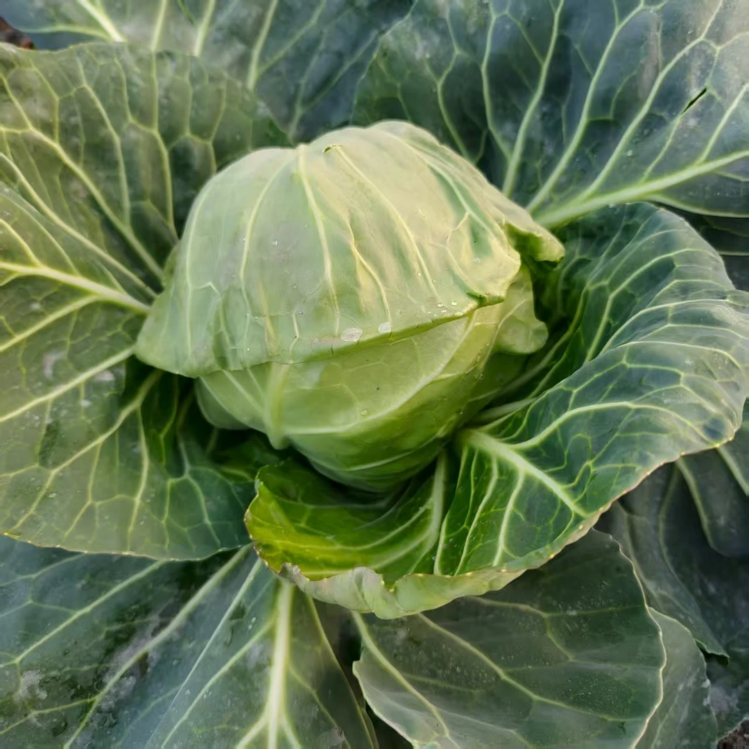 包菜-和其他蔬菜组合潮汕本地当季蔬菜品质高口感好顺丰包邮到家