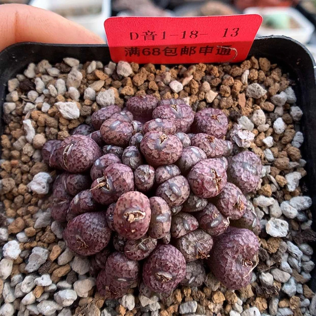 【闪购商品】1-18-13 小s多肉一群 80