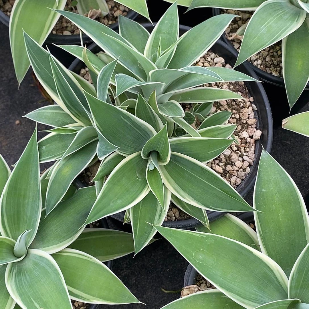 多肉植物龙蛇兰植物