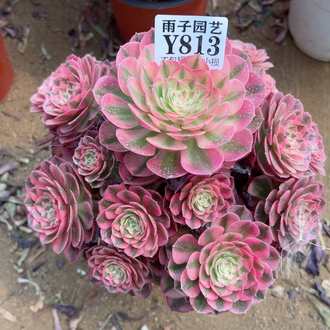 813荔枝尺寸20左右