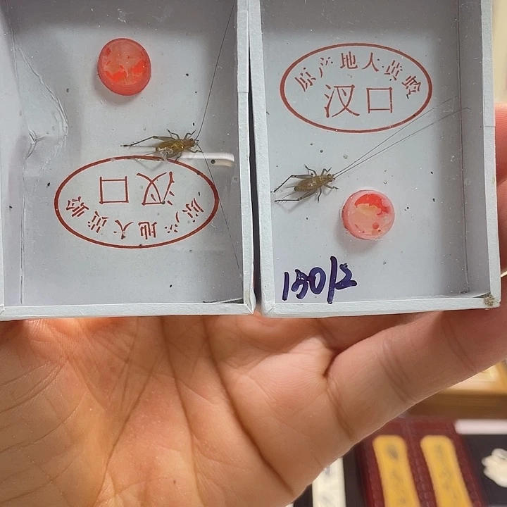 大黄玲2条啊啊啊啊