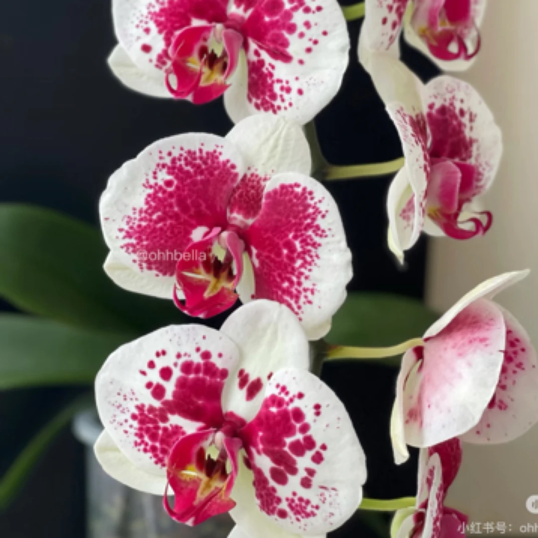 蝴蝶兰鸿运财神2.5寸杯不带花剑