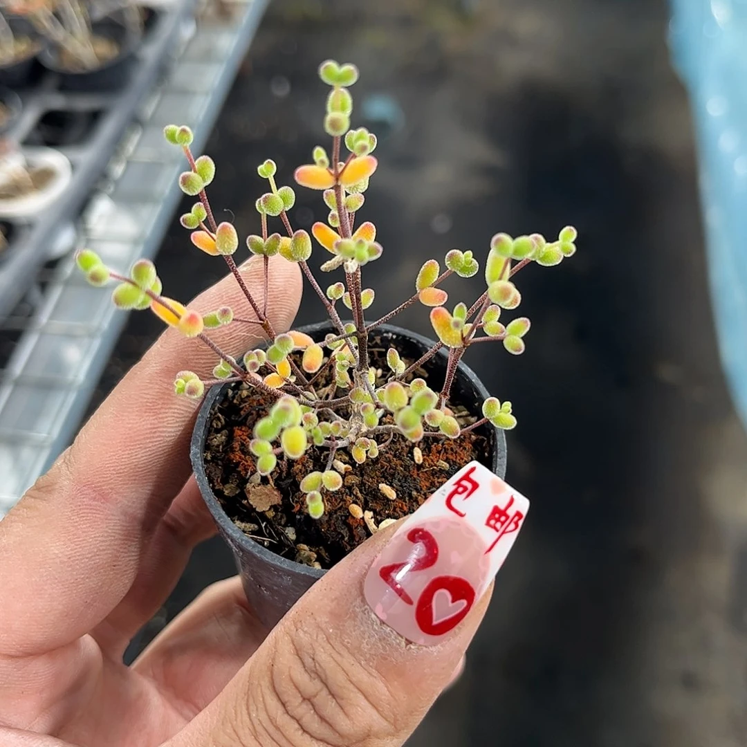 糖球枝干番杏带盆