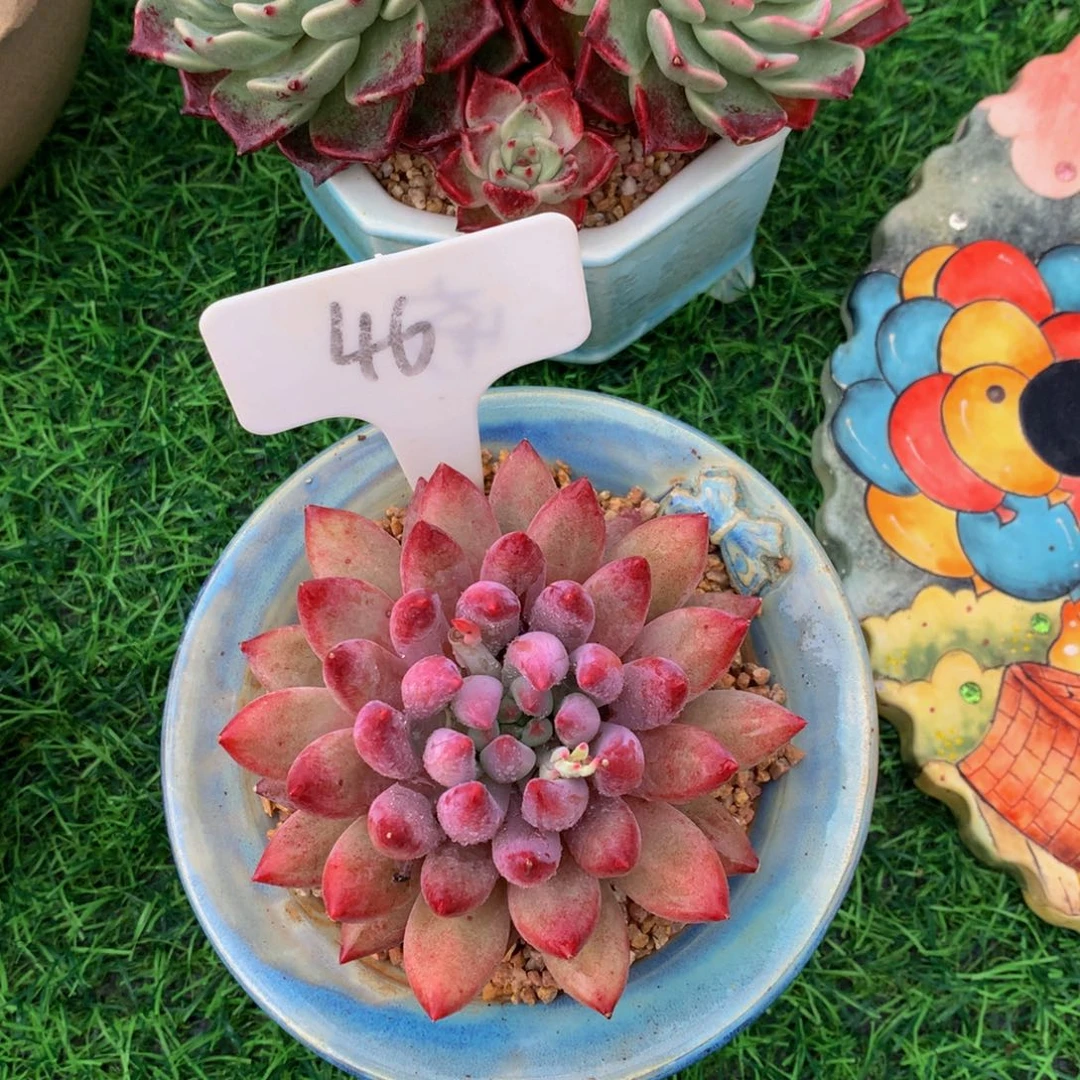 胡**卷虞美人多肉植物67272