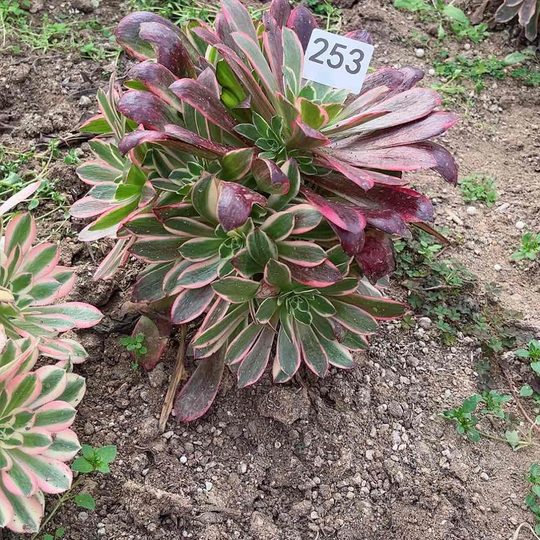 多肉植物凤冠253