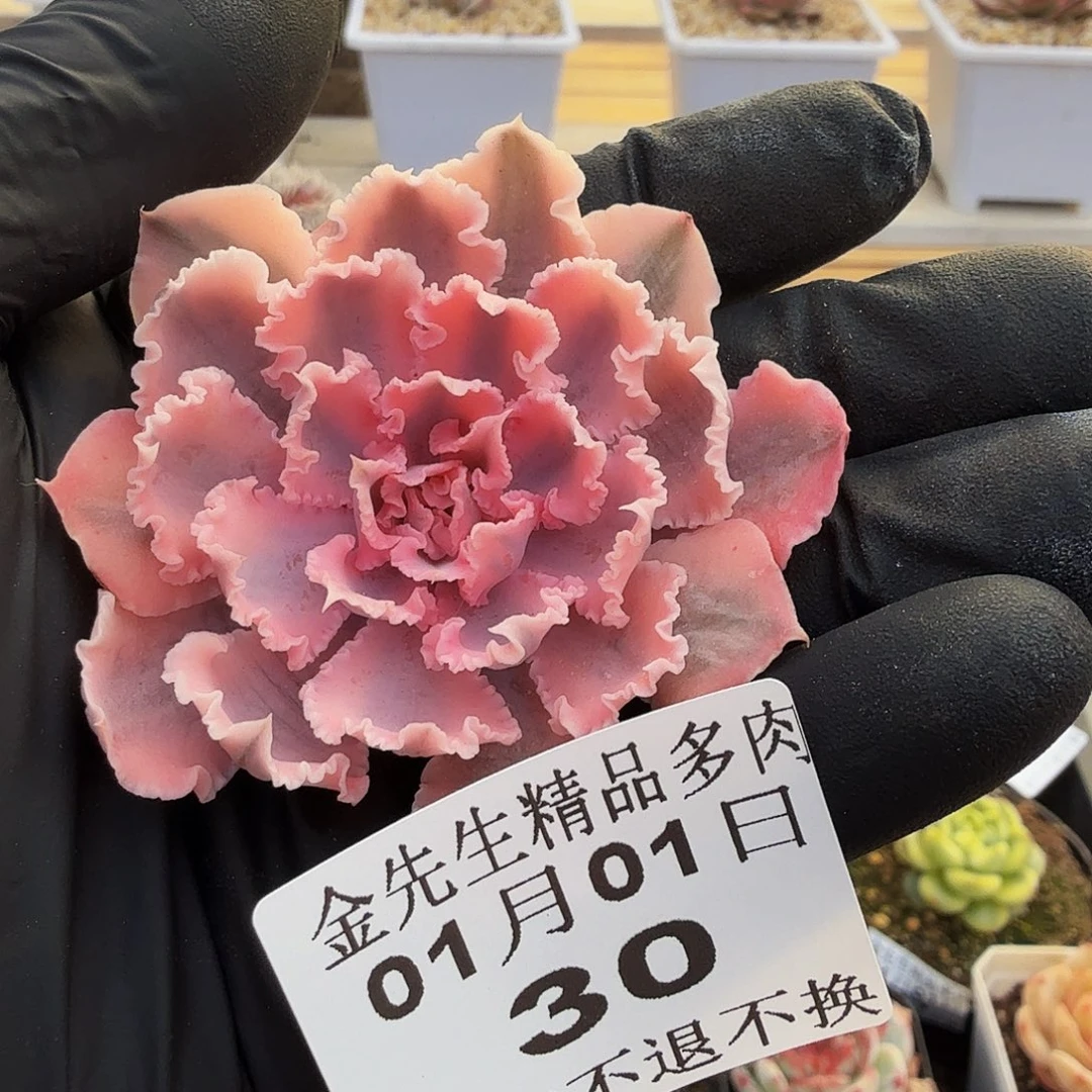 0101-30晚霞之舞锦头盖