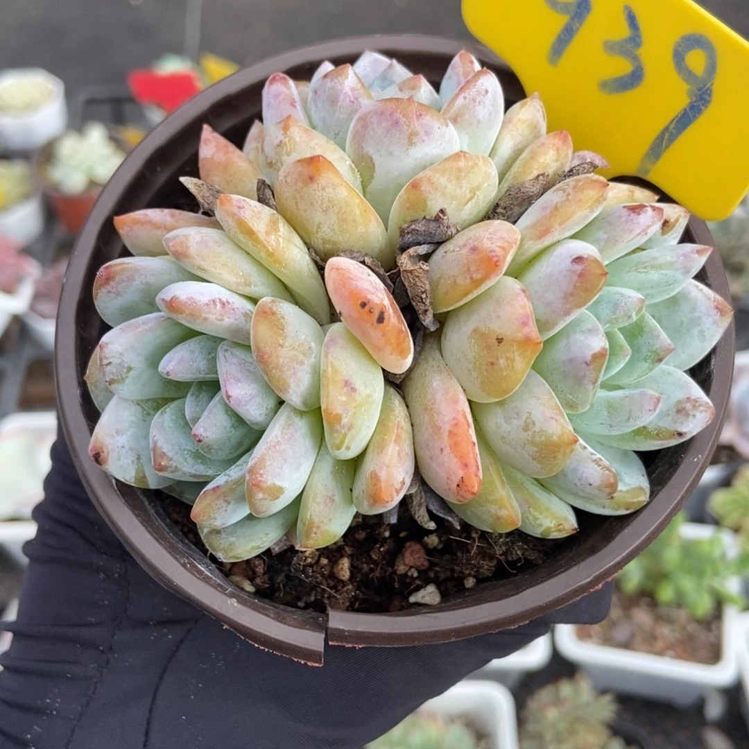 939橙子多肉植物多肉
