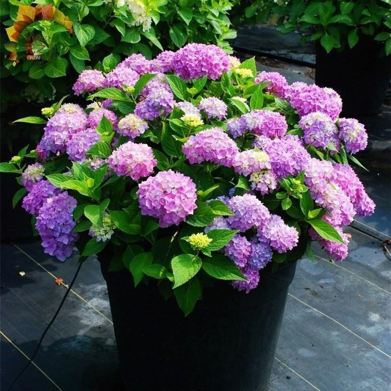 邮【混色绣球花种子】彩虹糖果花种庭院阳台盆栽四季开花