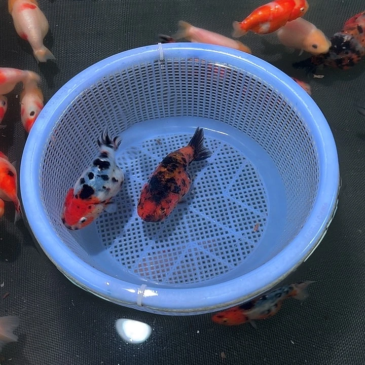 金鱼花豹和红虎。