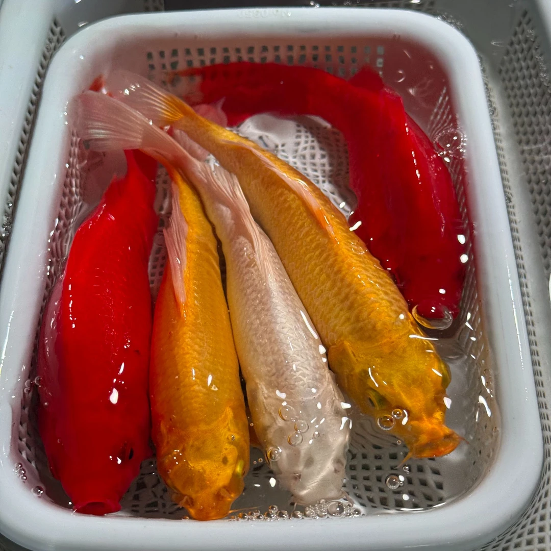 【12-14cm】黄2红草2白1共五条锦鲤金鱼观赏冷水鱼好养耐活可混养