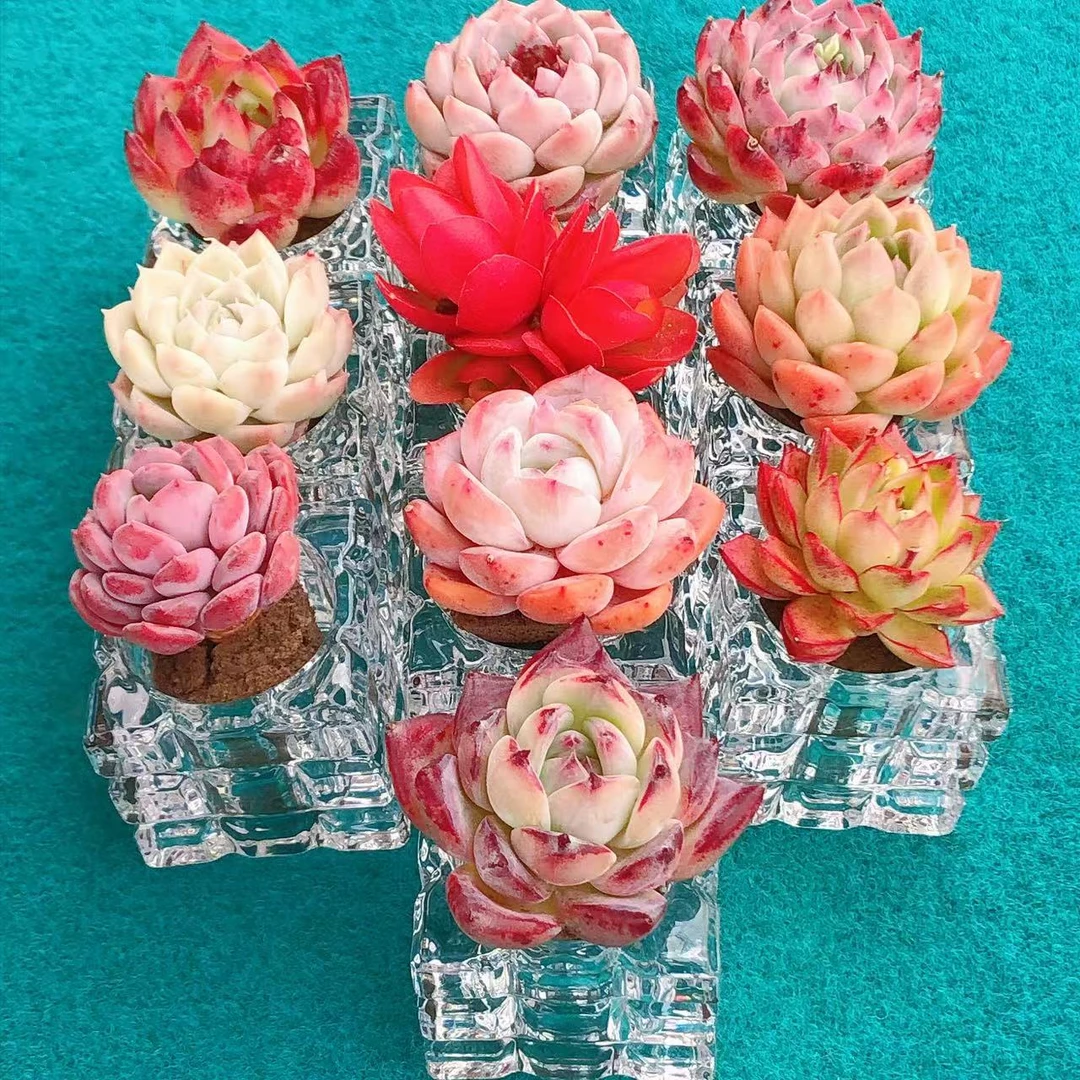 无土栽培  多肉 十全十美套餐