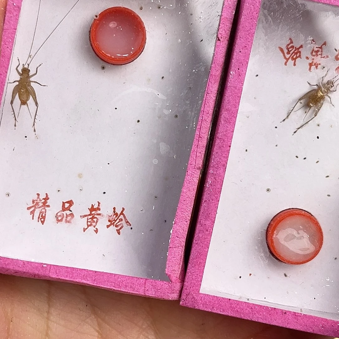 2条长须中黄铃哈哈哈