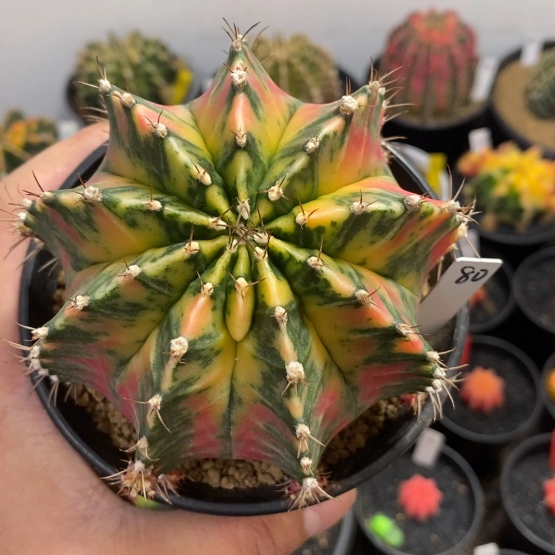 泰系全品米哈—带盆土发货1