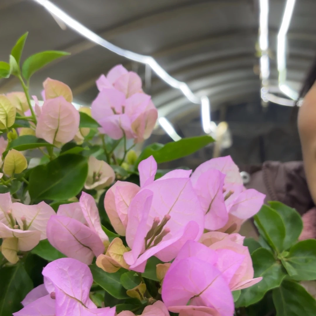 全部花苞（国际粉）三角梅会落花落叶会光杆苗有大有小