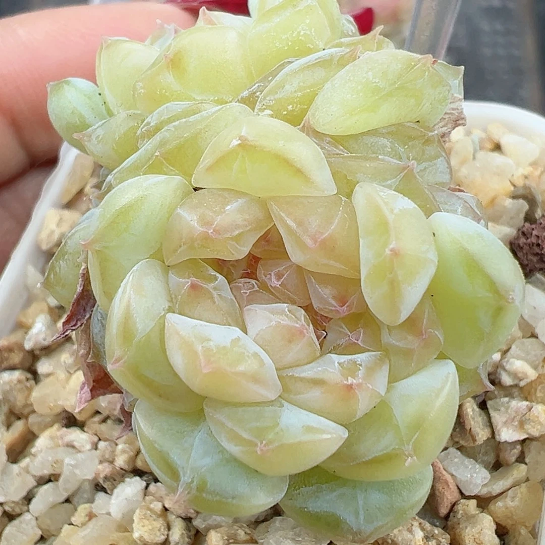 【闪购商品】606号哈哈哈哈哈