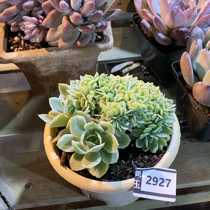 【闪购商品】柠檬玫瑰锦缀2927