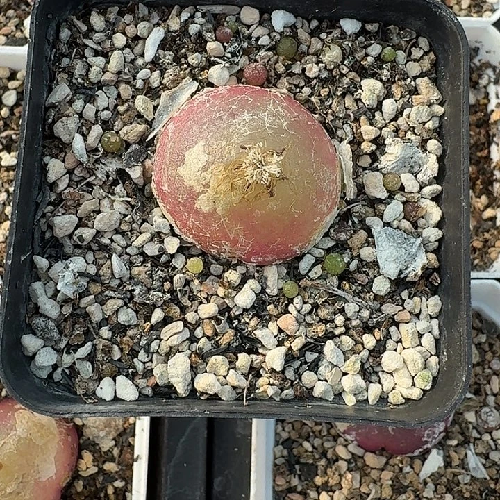 厌***哥老马生石花灯泡母本888