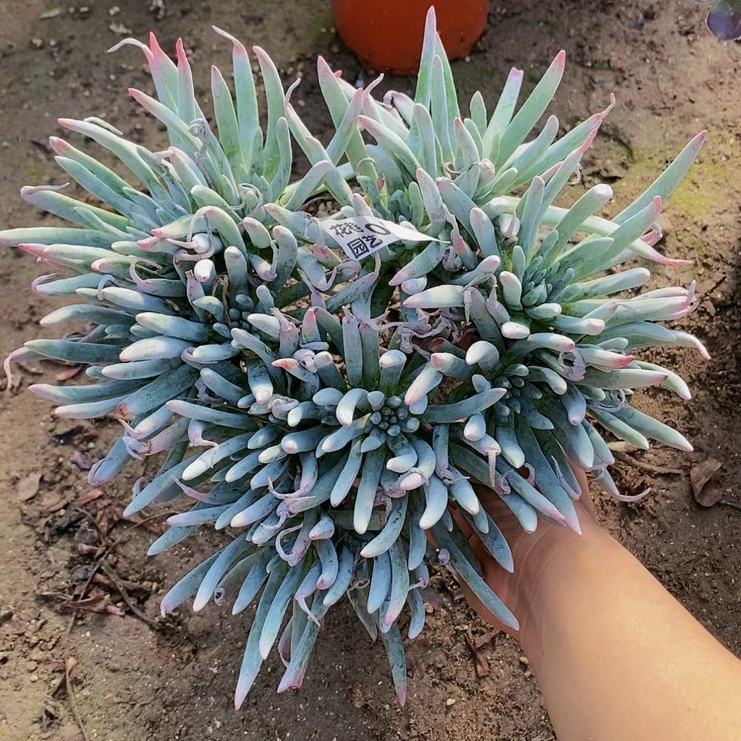 584爱杜丽丝多肉植物