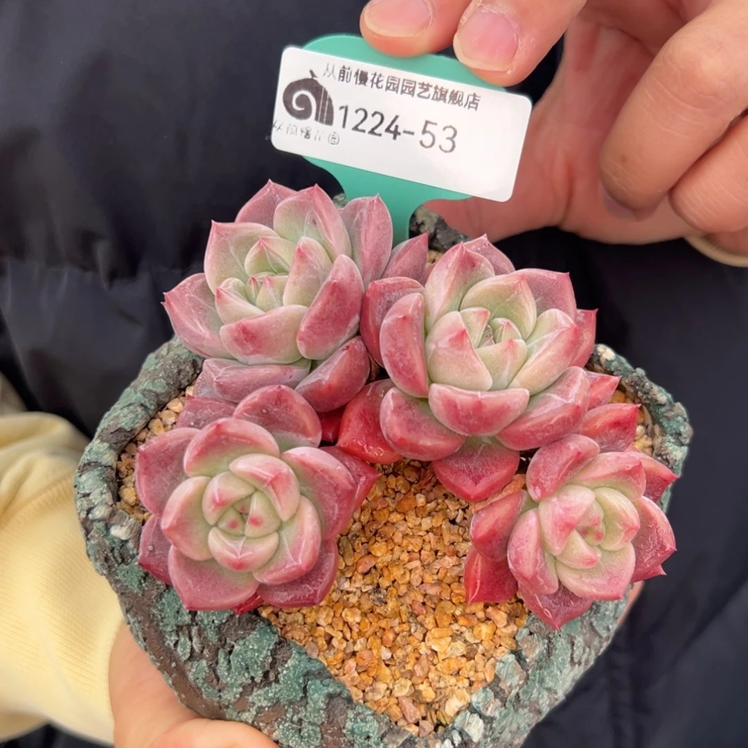 从前慢花园多肉编号1224-53