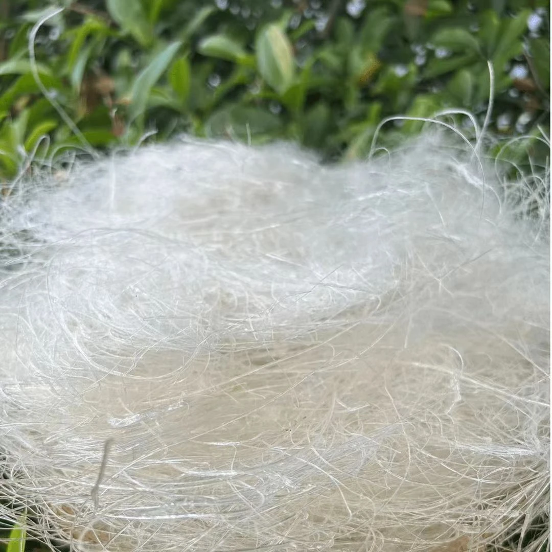 【阿海精选】金丝雪燕