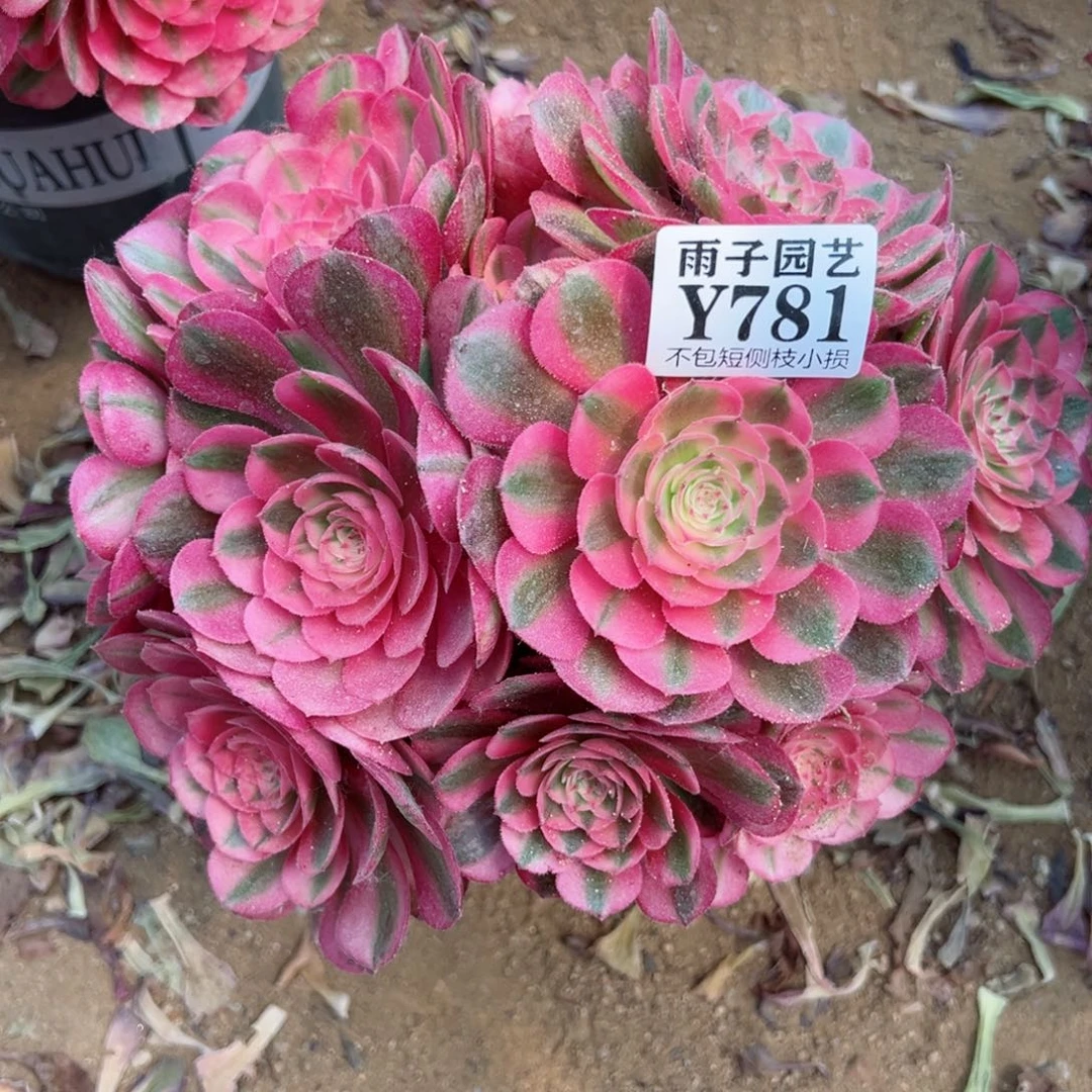 781荔枝尺寸20左右