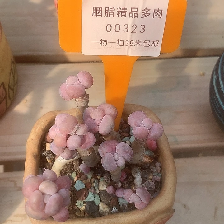 00323凑击破嗯哦装修