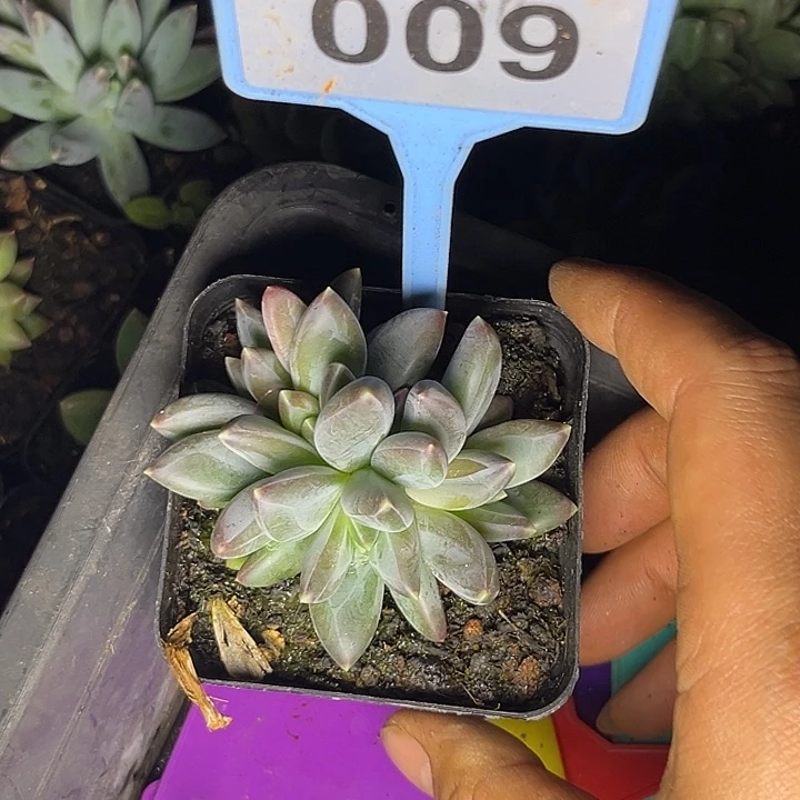 多肉植物需黛莉009