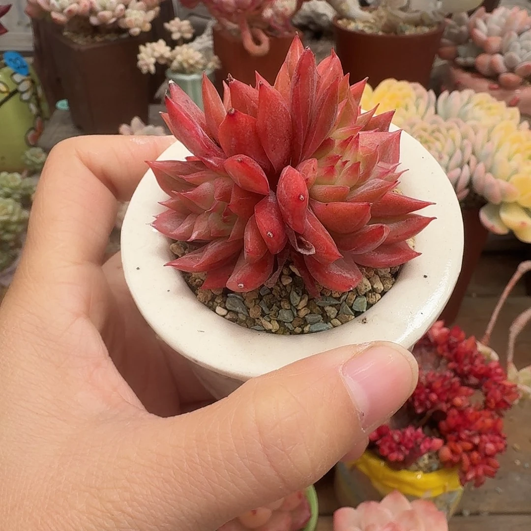 颂歌朵朵 多肉含盆土 一物一拍