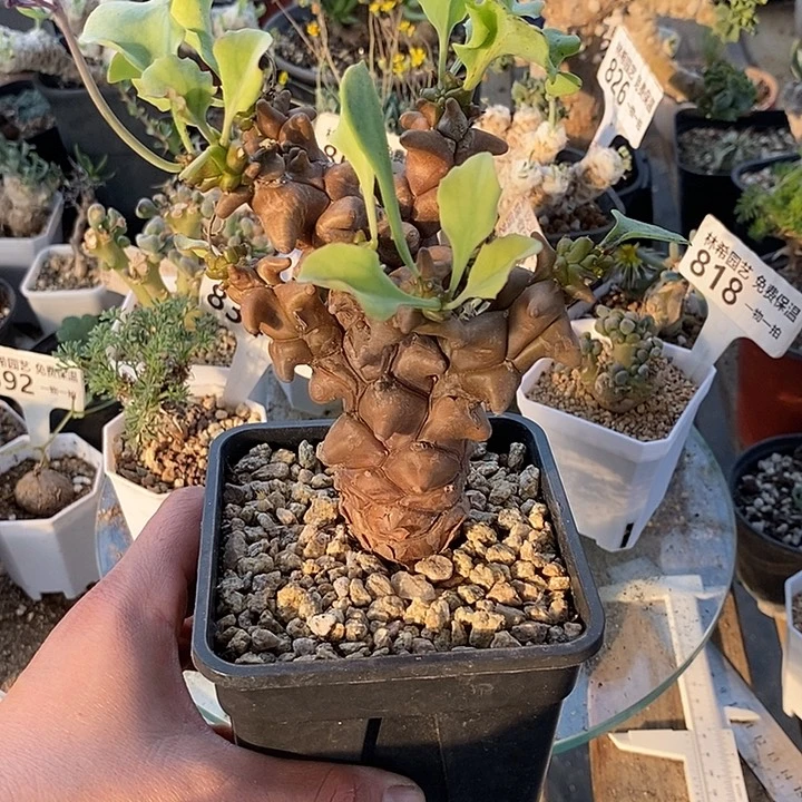 158蛮鬼塔厚敦菊带盆一一