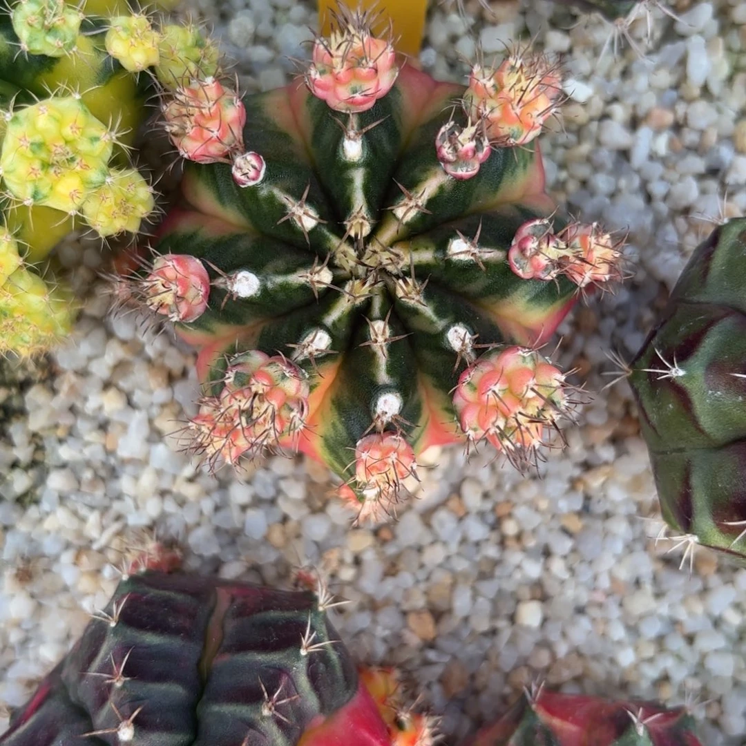 2-1228泰国发货多肉